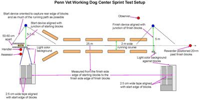 Functional measurement of canine muscular fitness: refinement and reliability of the Penn Vet Working Dog Center Sprint Test